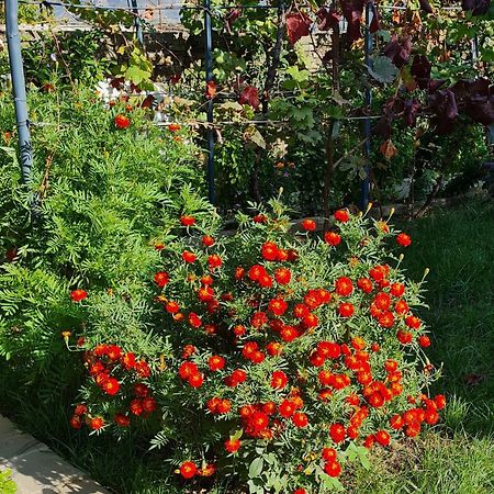 Garden Guest House Пермет Екстер'єр фото